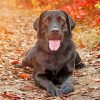 Labrador Retriever Black Dog paint by numbers