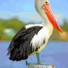 Black And White Pelican paint by numbers