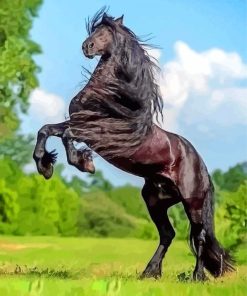 Black Friesian Horse paint by numbers
