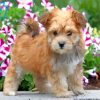 Blonde Morkie Dog paint by numbers