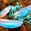Blue Lobster paint by numbers