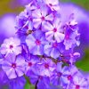 Phlox Paniculata Blue Flower paint by numbers