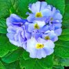 blue-primroses-paint-by-numbers