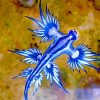 Blue Sea Nudibranch paint by numbers
