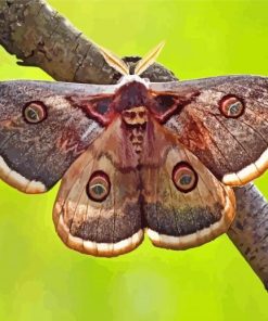 Brown And Beige Moth paint by numbers