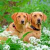 Brown Labrador Retrievers Dogs paint by numbers