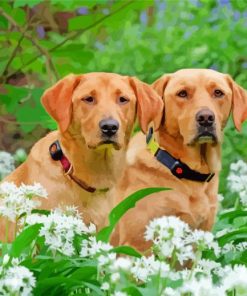 Brown Labrador Retrievers Dogs paint by numbers