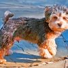 Brown Morkie Puppy paint by numbers