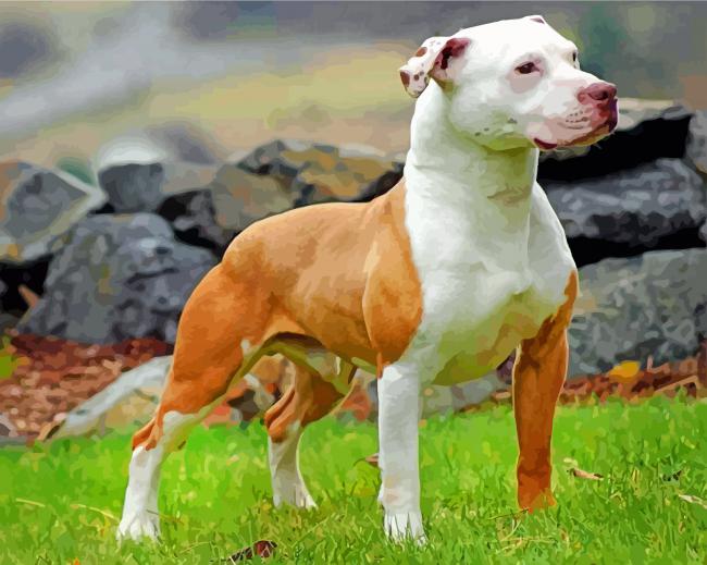 Brown And White Pitbull paint by numbers