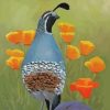 california-quail-paint-by-numbers