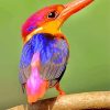 Colorful Kingfishers paint by numbers