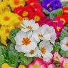 Colorful Primroses paint by numbers