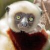 Cute Lemur paint by numbers