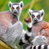 Cute Lemurs paint by numbers