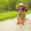 Dachshund With Sunglasses And A Hatpaint by numbers