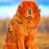 Fluffy English Mastiff paint by numbers