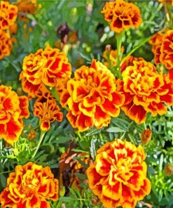 French Marigolds paint by numbers