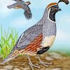 Gambel's Quail Bird paint by numbers