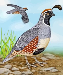 Gambel's Quail Bird paint by numbers
