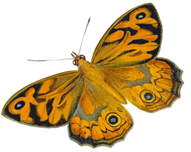 Golden Lepidoptera paint by numbers