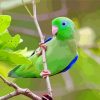 Green And Blue Parrotlet paint by numbers