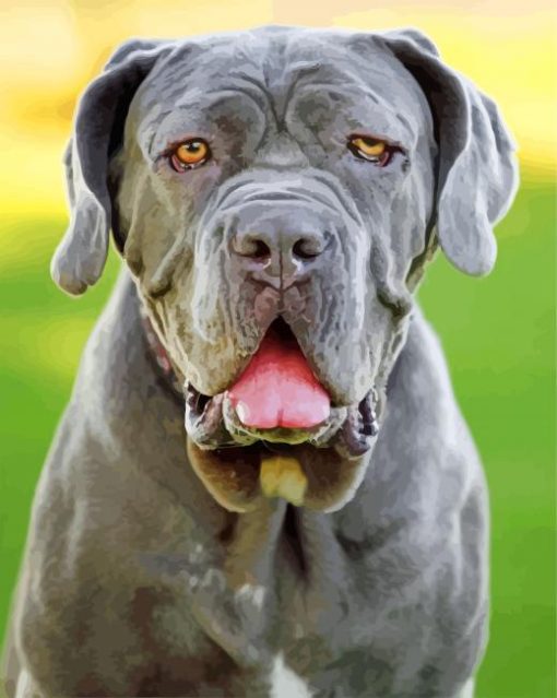 Grey English Mastiff paint by numbers