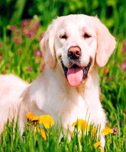 Happy Labrador Retriever In Garden paint by numbers