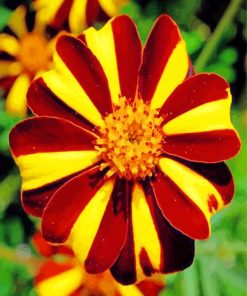 Harlequin Marigolds Flower paint by numbers