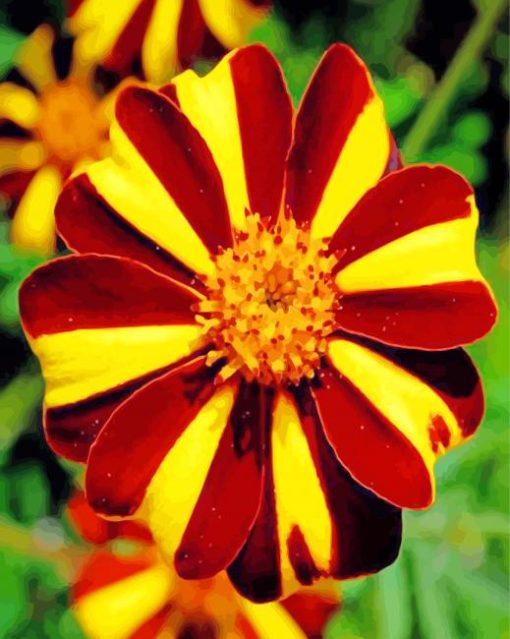 Harlequin Marigolds Flower paint by numbers