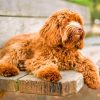 Labradoodle Puppy paint by numbers