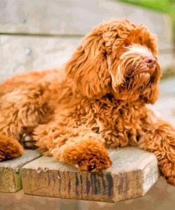 Labradoodle Puppy paint by numbers
