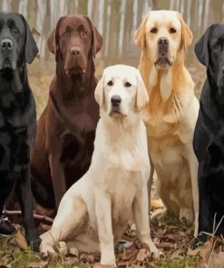 Labrador Dogs paint by numbers