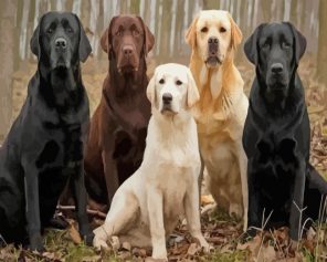 Labrador Dogs paint by numbers