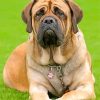 Lonely English Mastiff paint by numbers