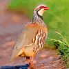 Lonely Partridge Bird paint by numbers