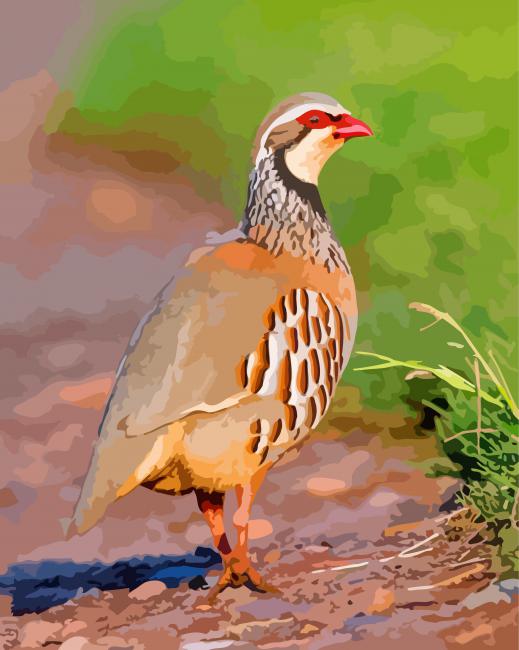 Lonely Partridge Bird paint by numbers