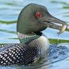 Loon Eating Fish paint by numbers