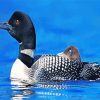 Loons Bird Animal paint by numbers