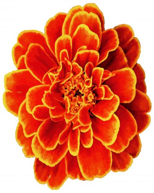 Marigold Flower paint by numbers