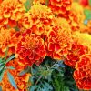 Marigold Flower paint by number paint by numbers