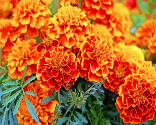 Marigold Flower paint by number paint by numbers