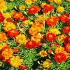 Marigolds Flowers paint by numbers