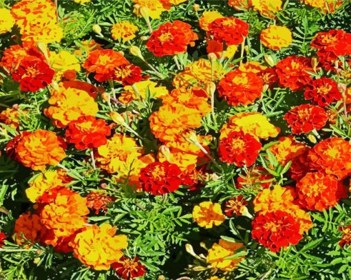 Marigolds Flowers paint by numbers