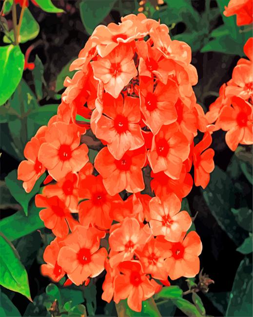 Orange Phlox Flowers paint by numbers