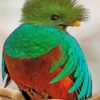 Orange And Green Quetzal Bird paint by numbers