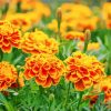 Orange French Marigolds paint by numbers