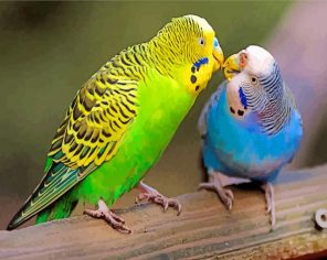 Colorful Parakeet Birds paint by numbers