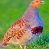 Partridge Bird paint by numbers
