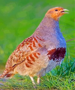 Partridge Bird paint by numbers