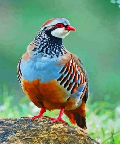 Colorful Partridge paint by numbers